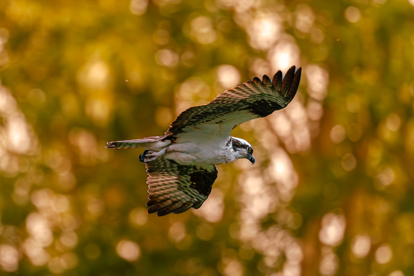 Osprey in flight