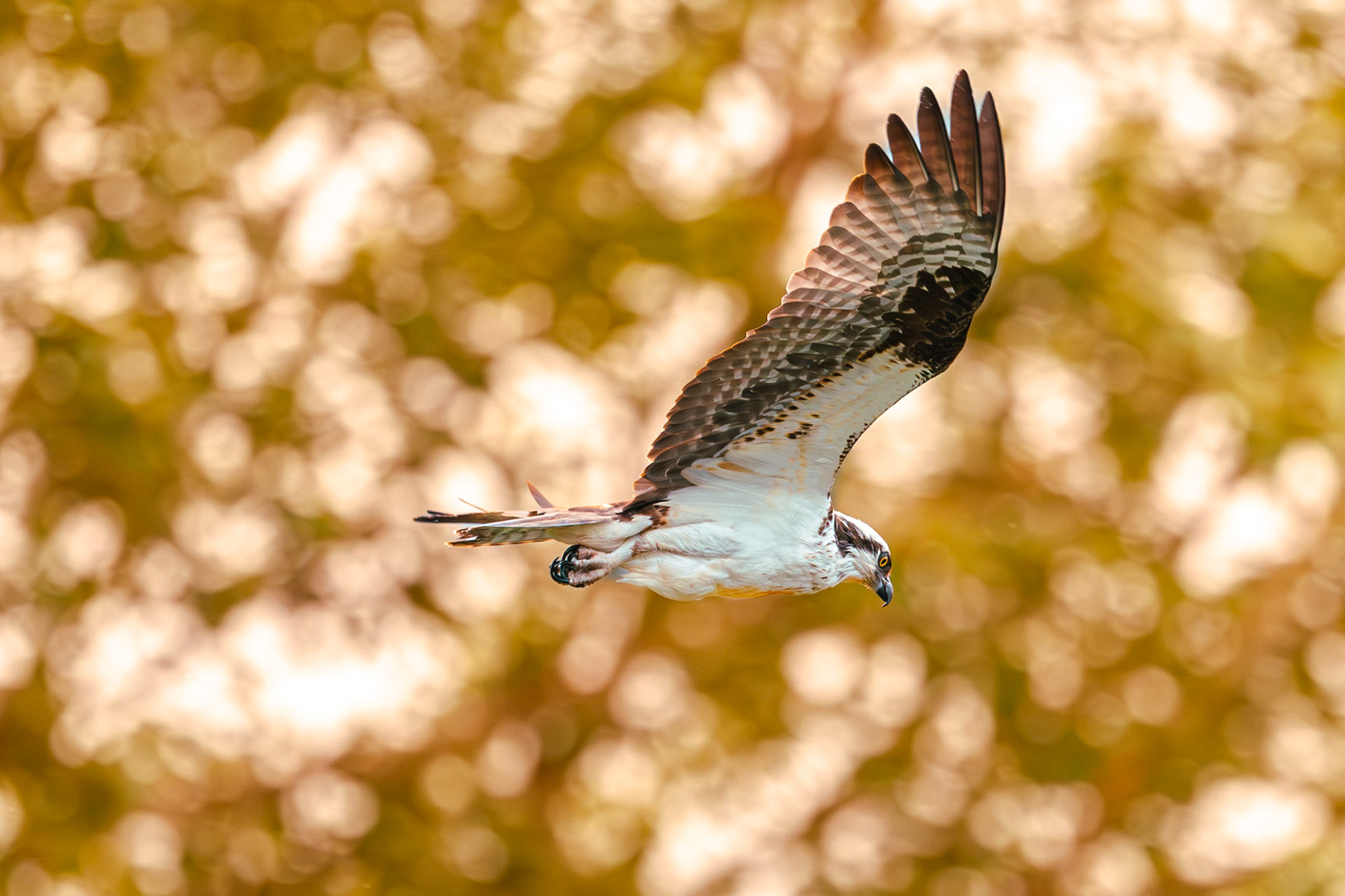 Osprey in flight