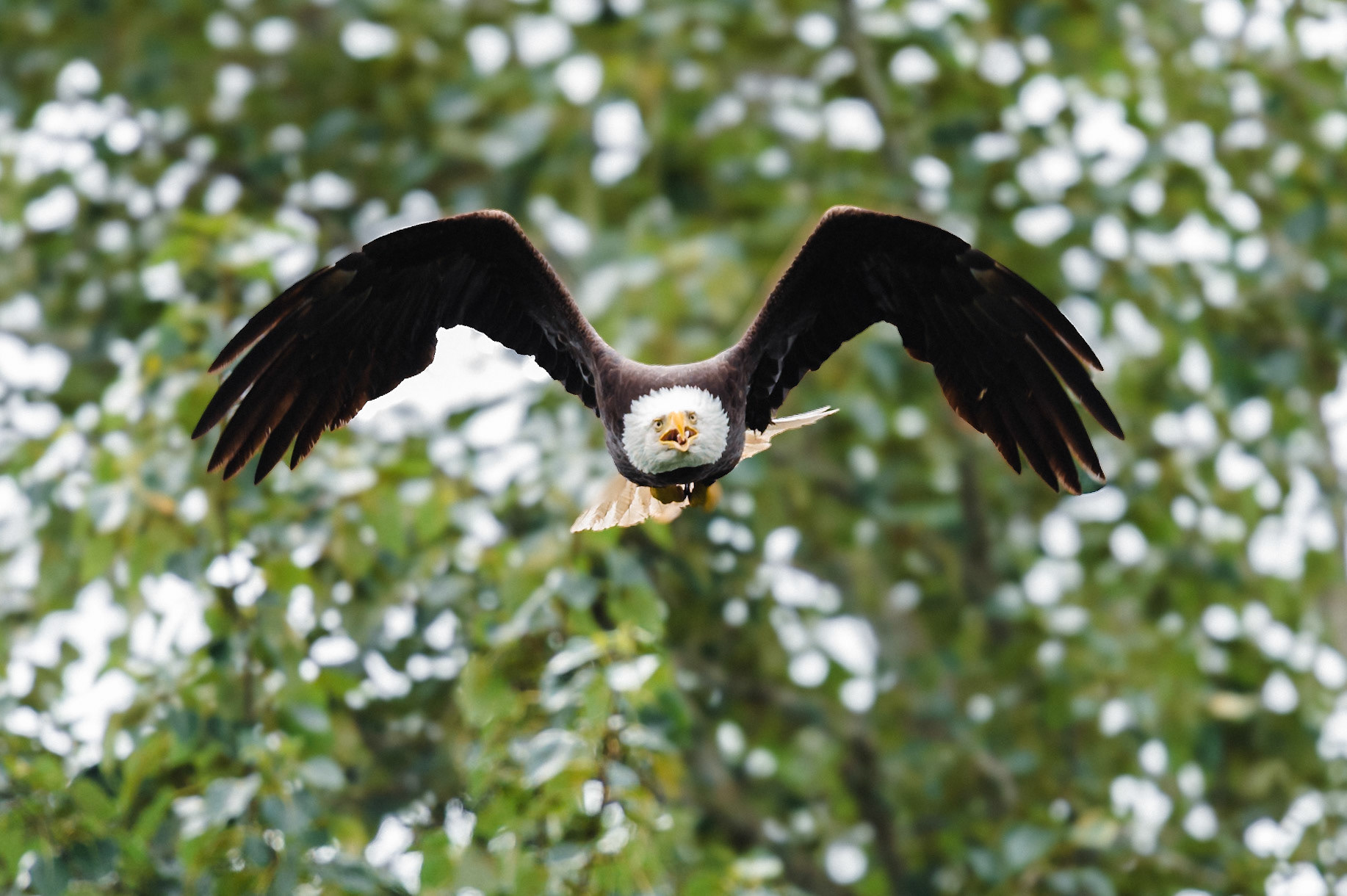 Bald Eagle in flight