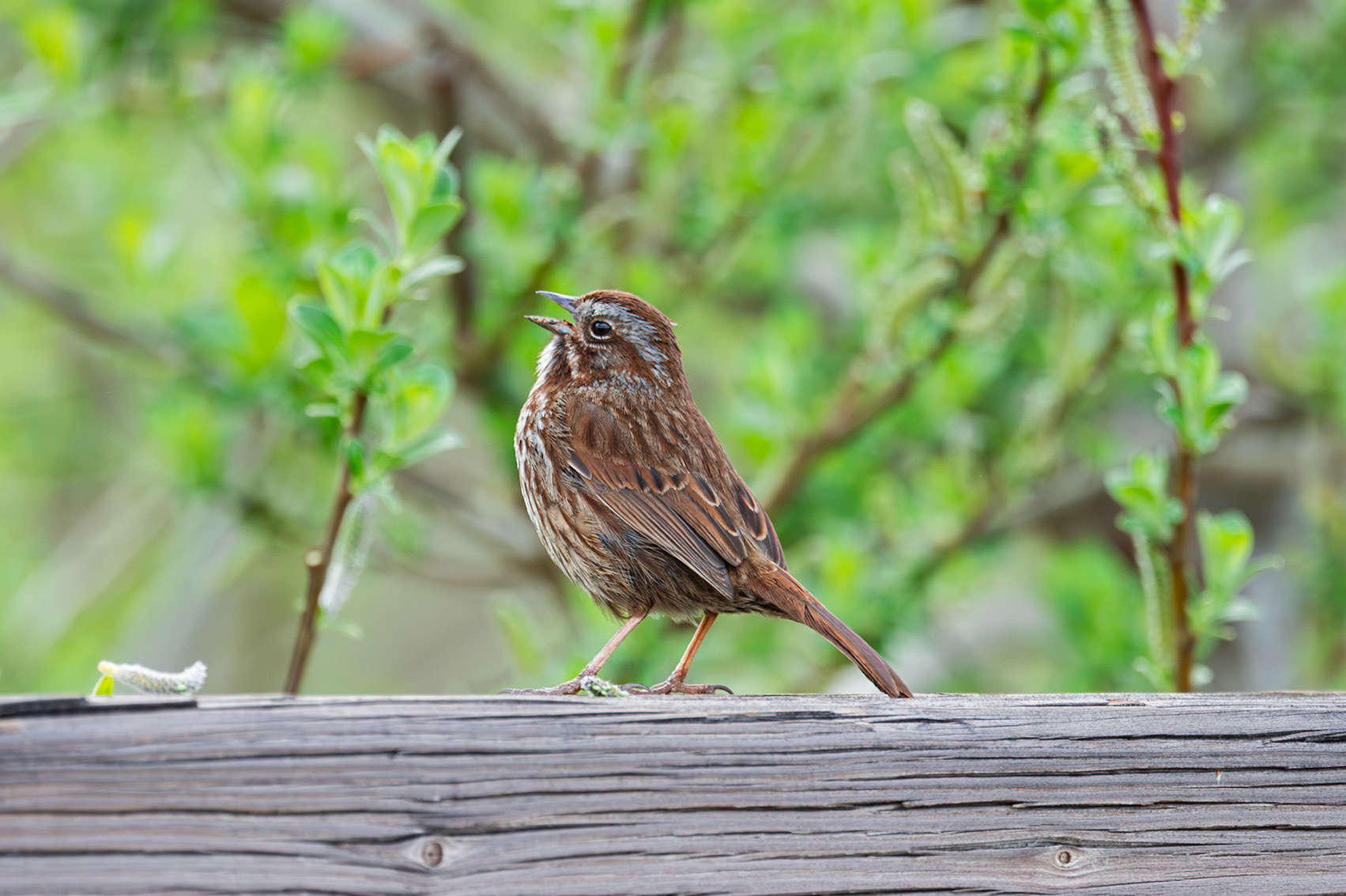 Song Sparrow