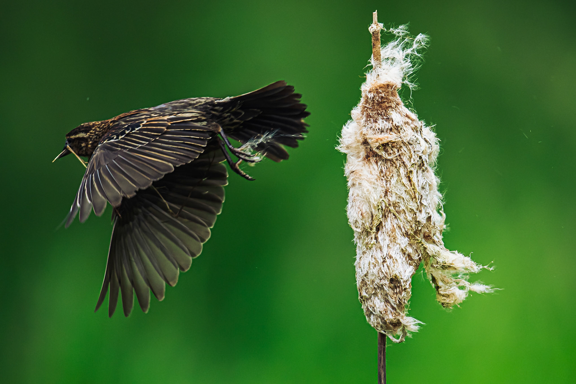 Red Winged Blackbird in flight