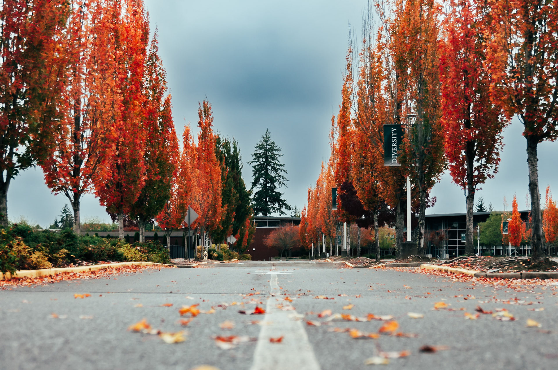 Fall in Redmond