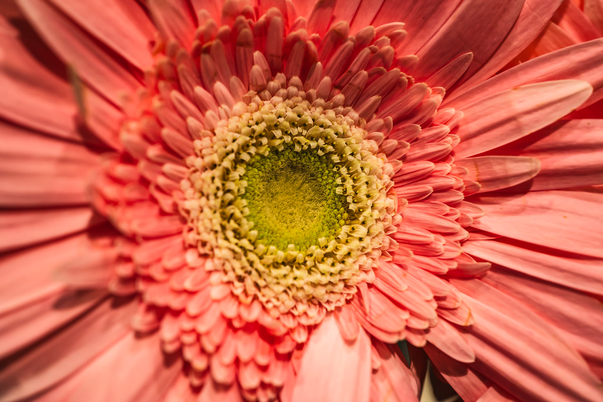 Gerbera Daisies