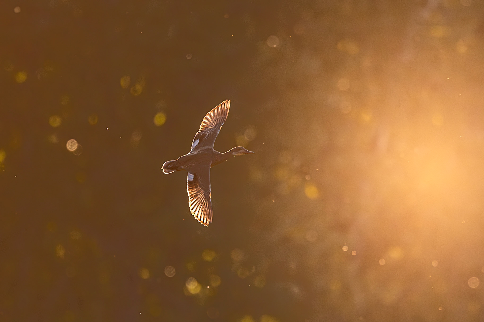 duck in flight