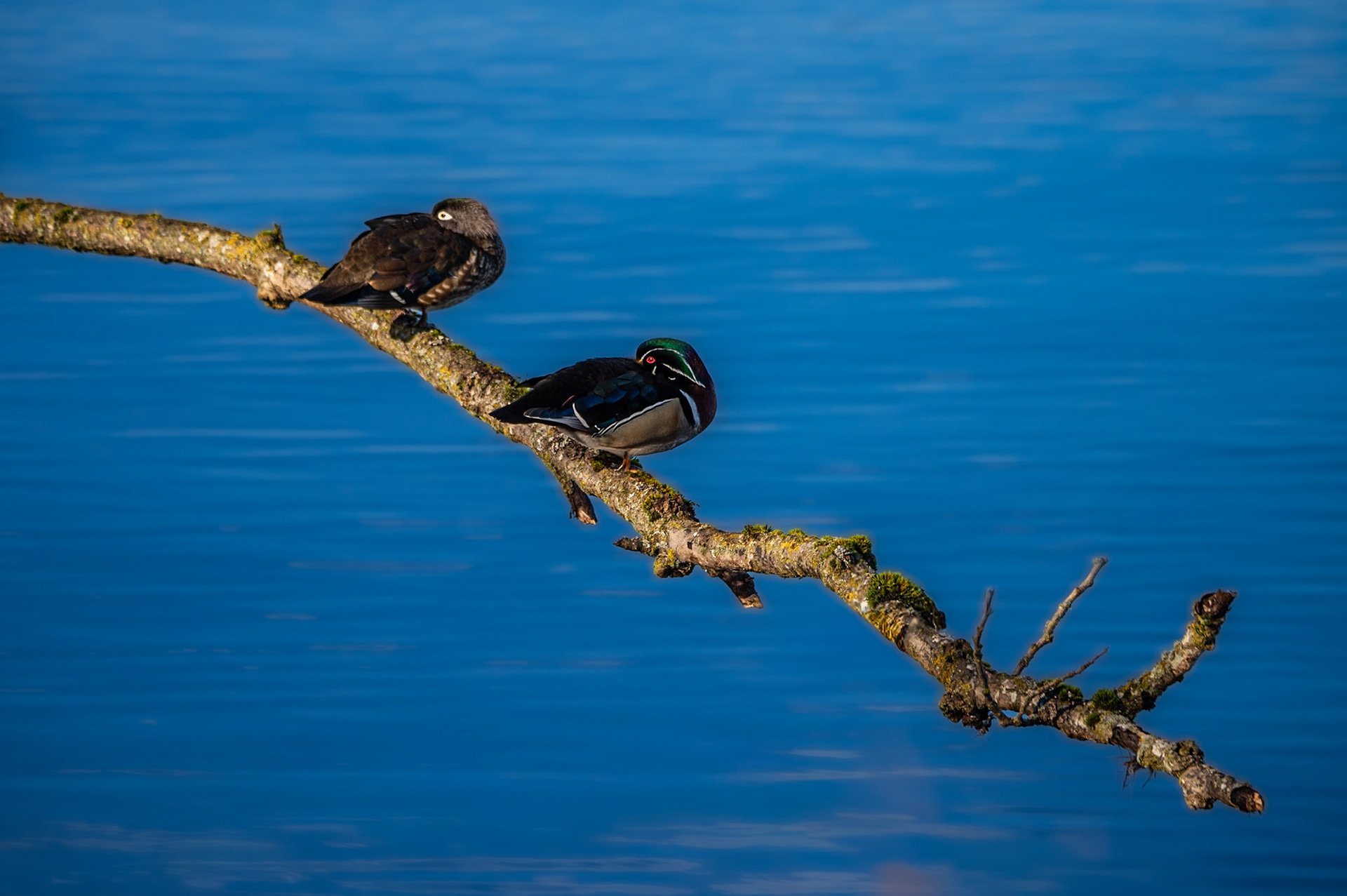 Woodducks sitting on a branch