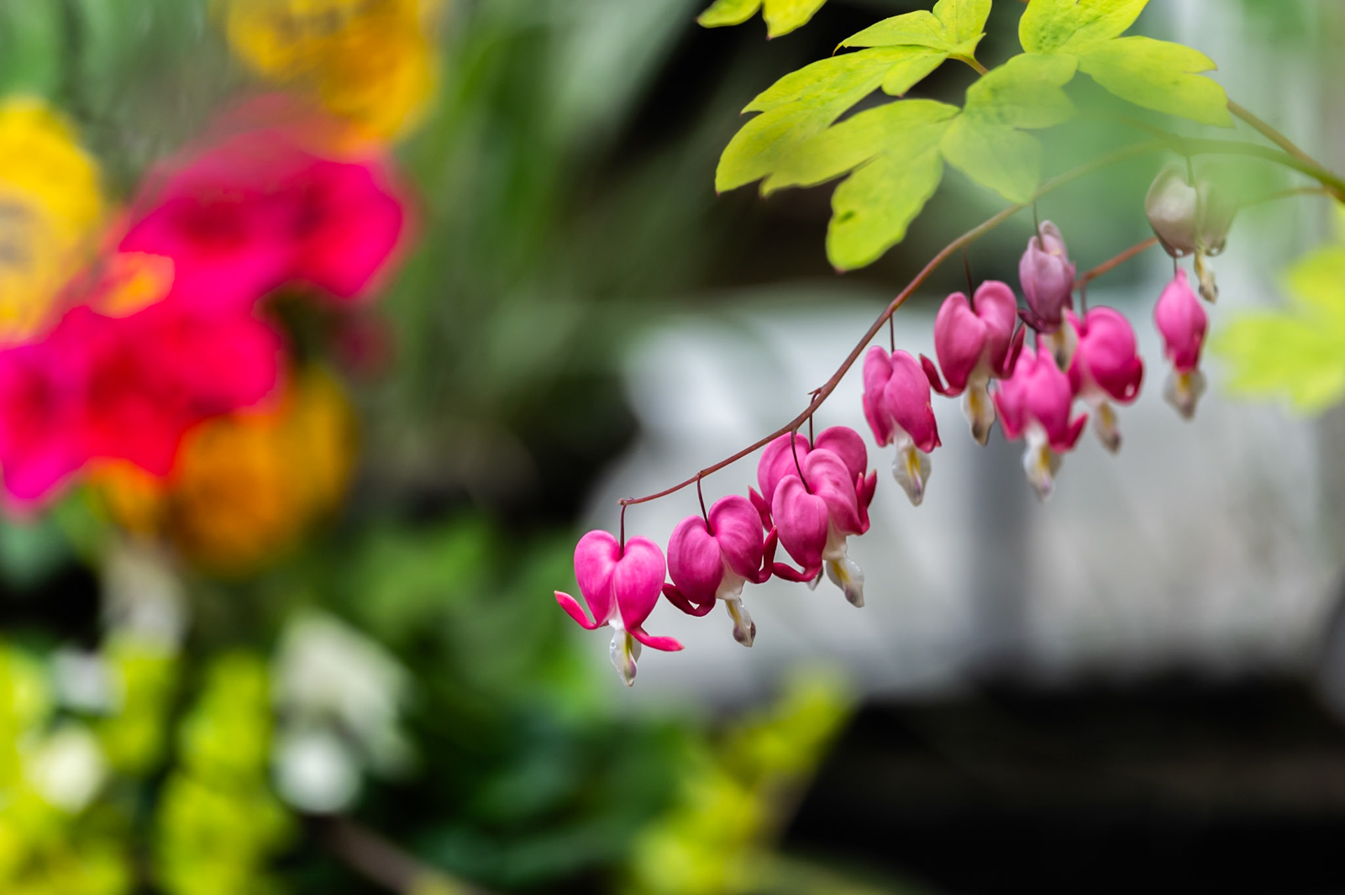 Bleeding Heart