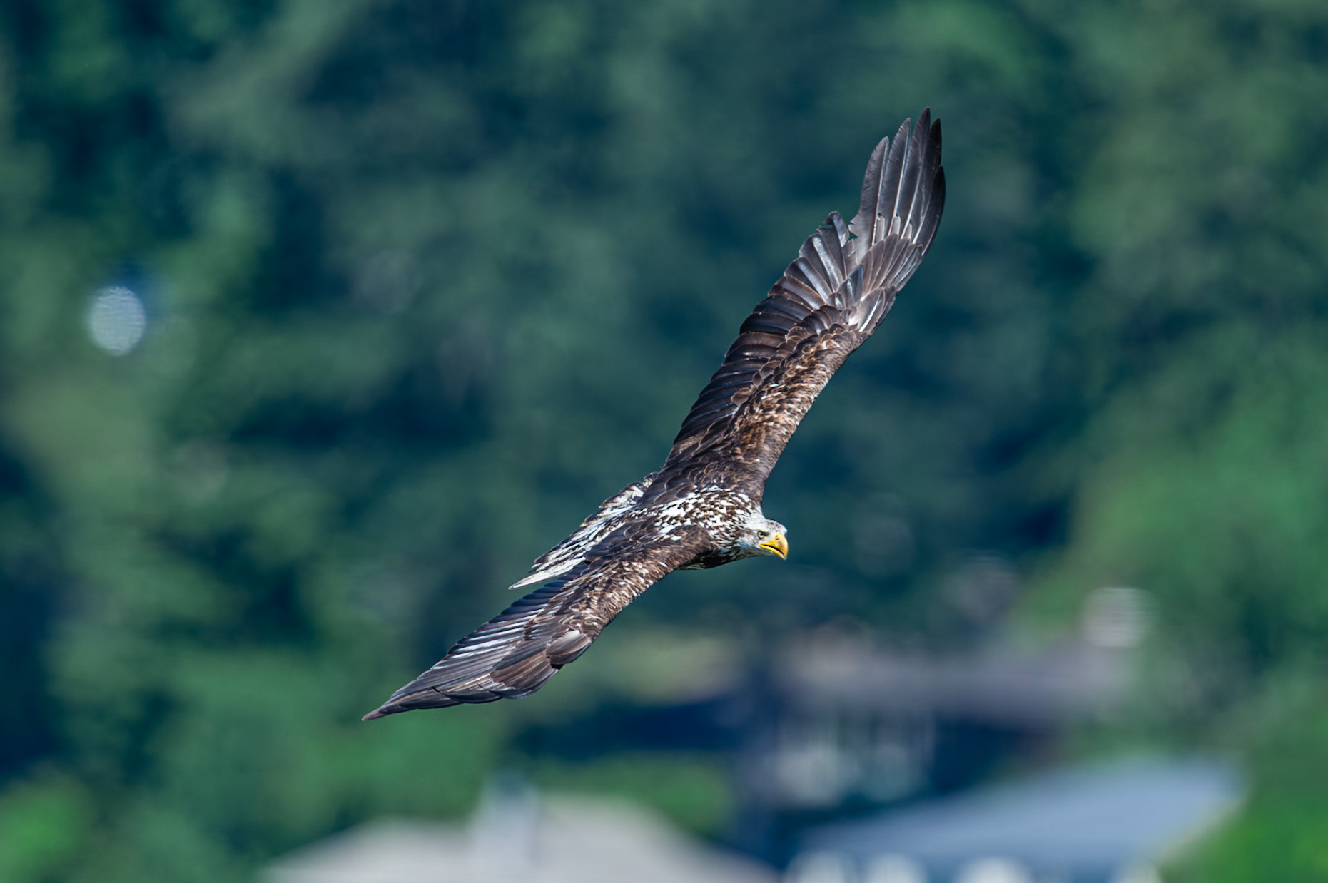 Bale Eagle in flight