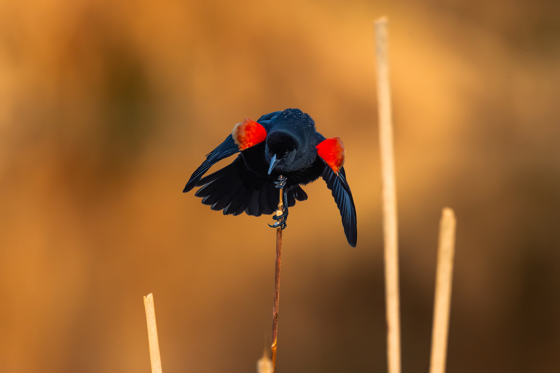 Red Winged Blackbird