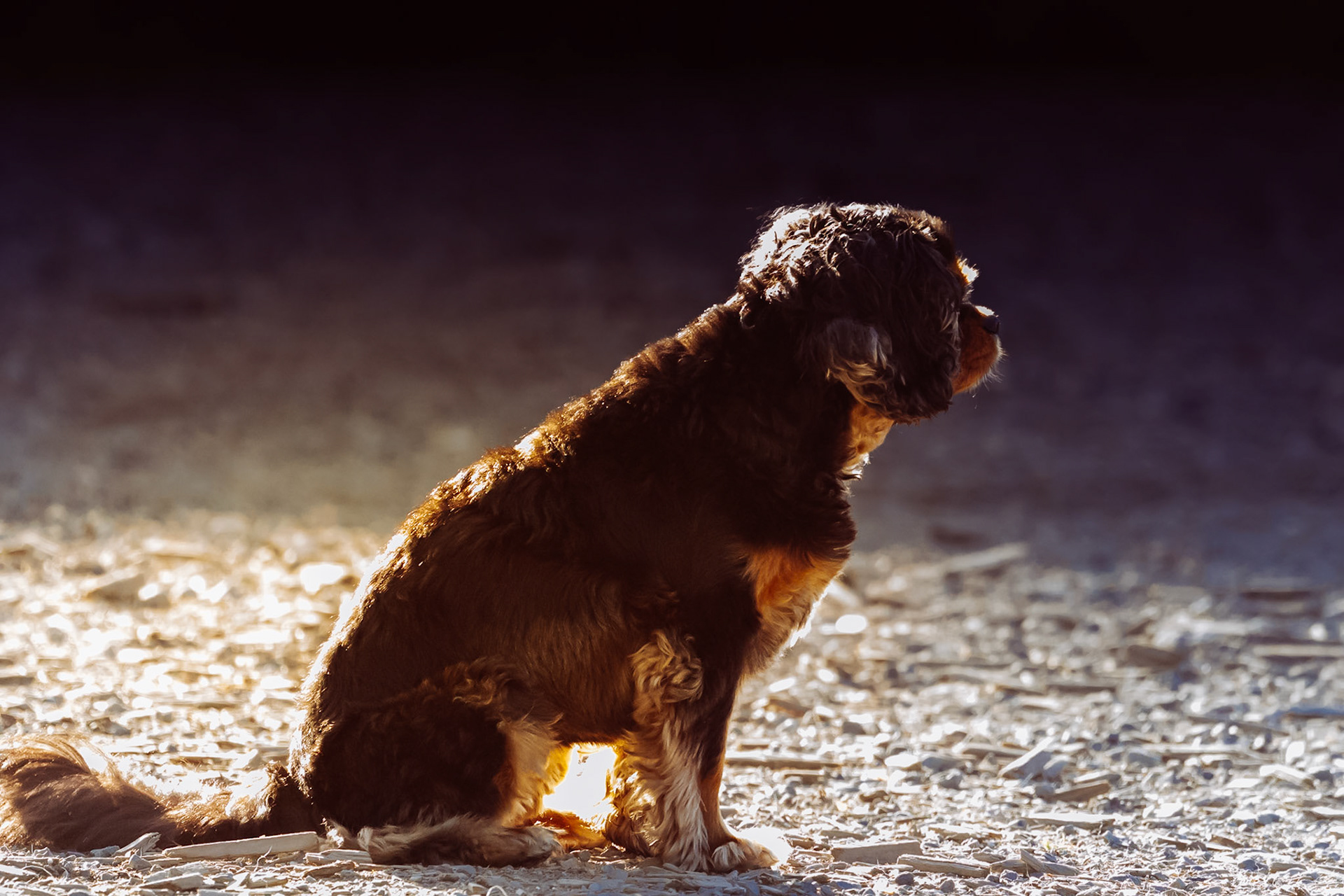 Dog