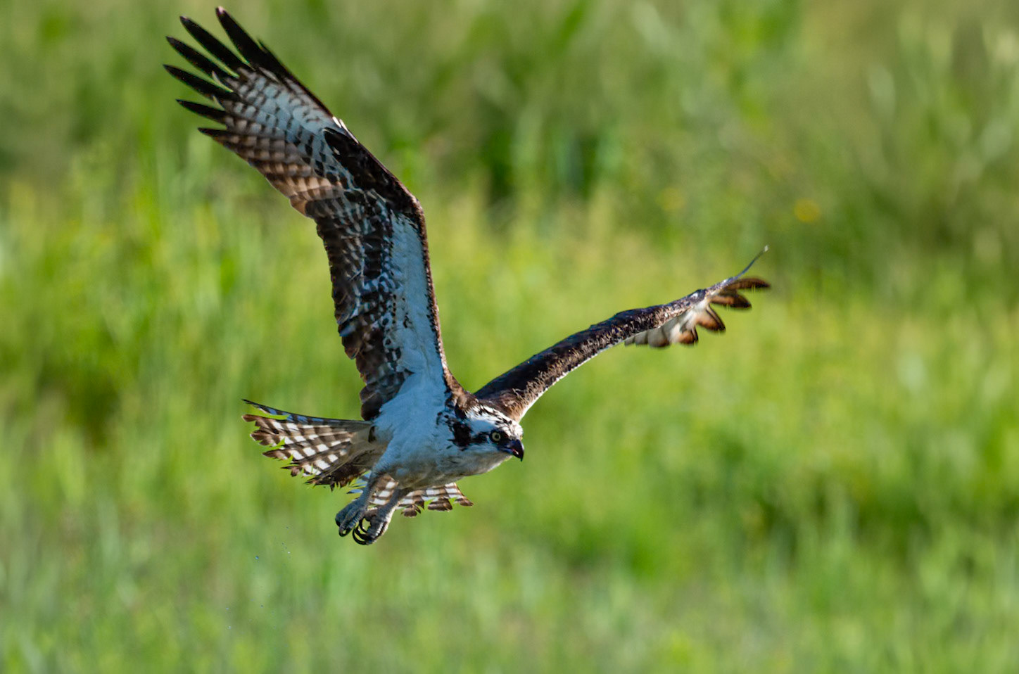 Osprey in flight