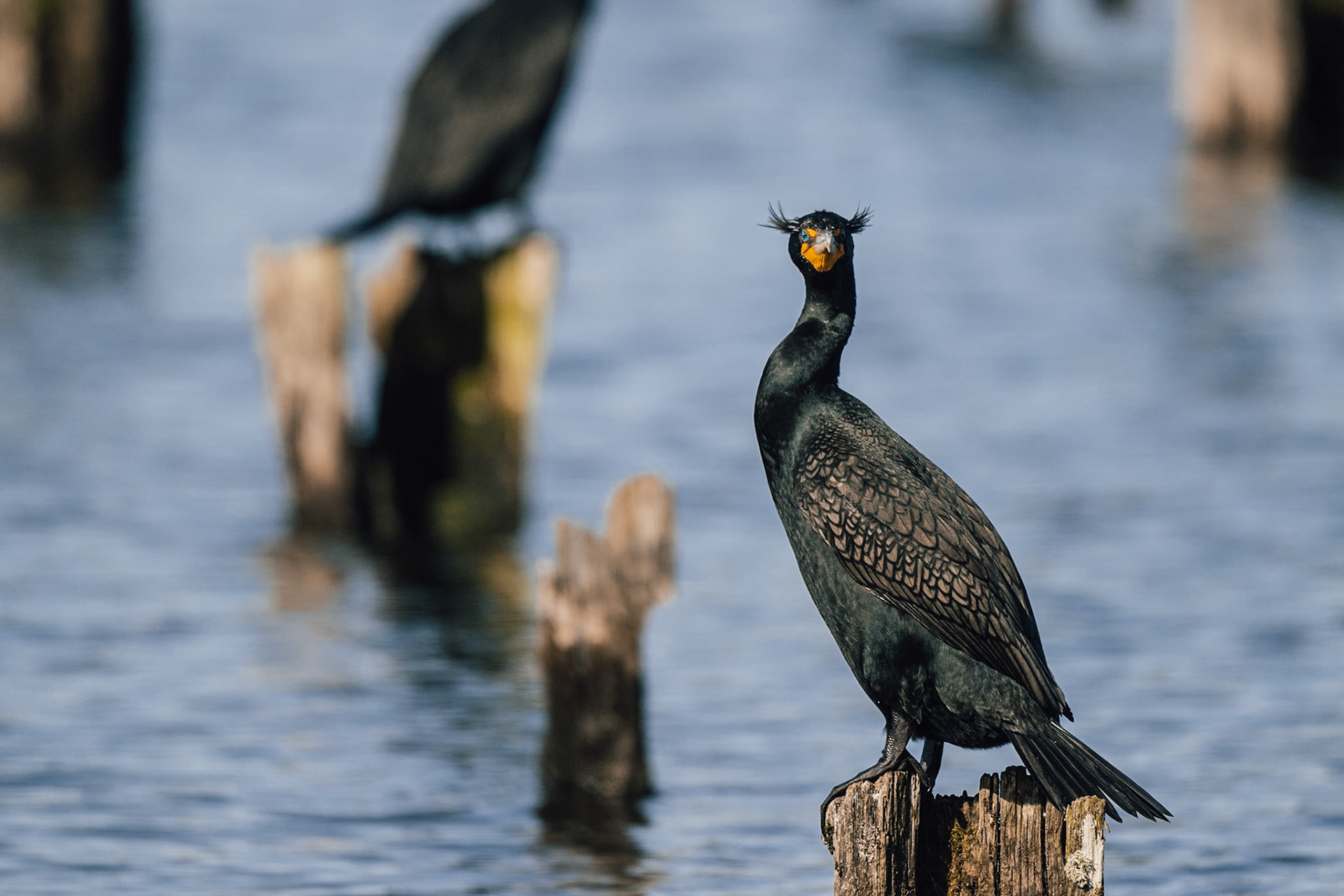 Double Crested Cormorant