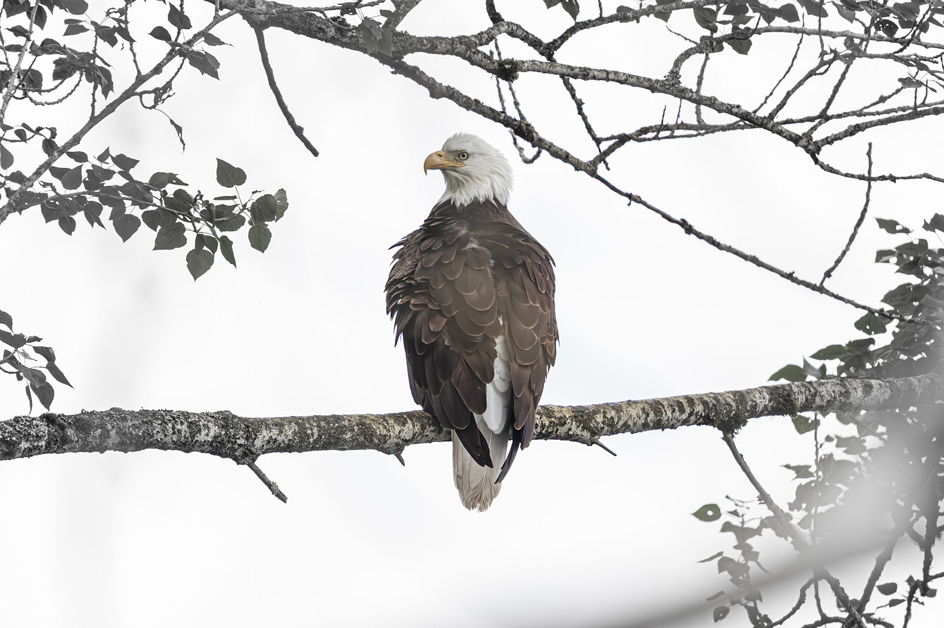 Bald Eagle