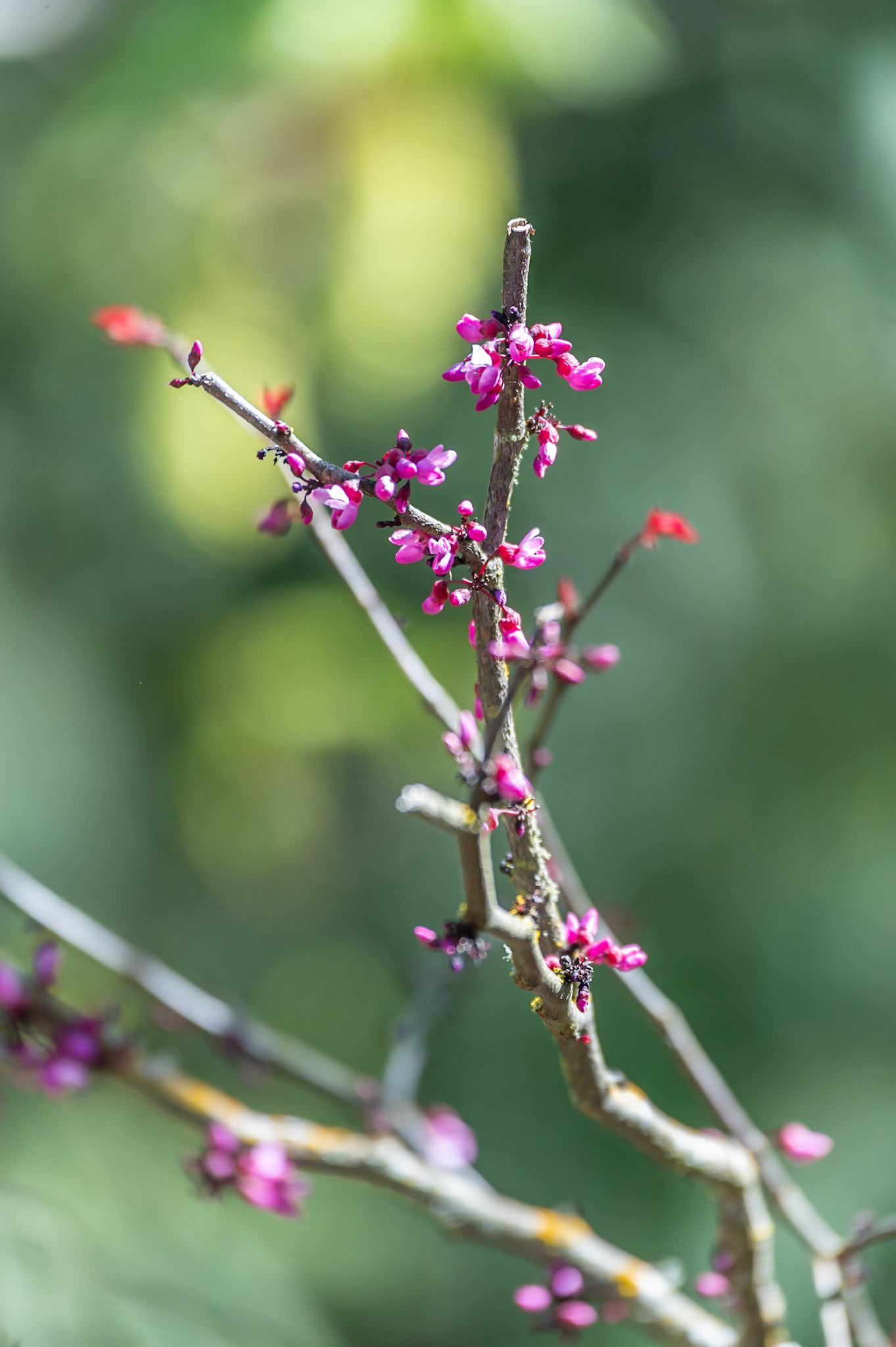 Maple leave buds