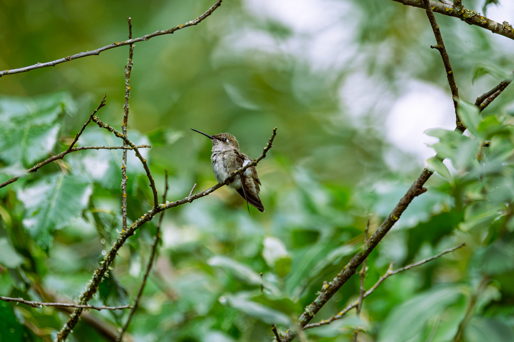 Anna's Hummingbird