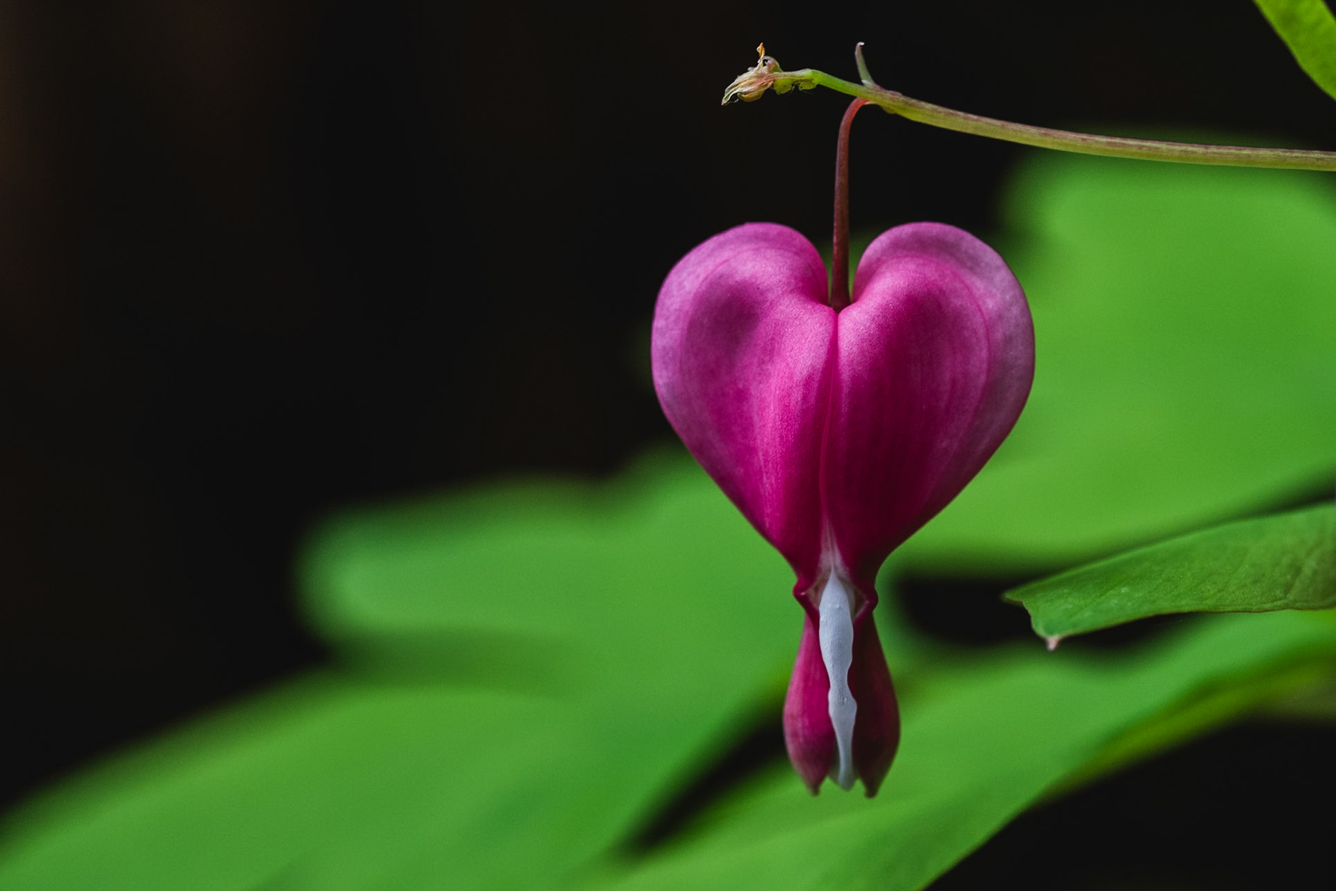 Bleeding Heart