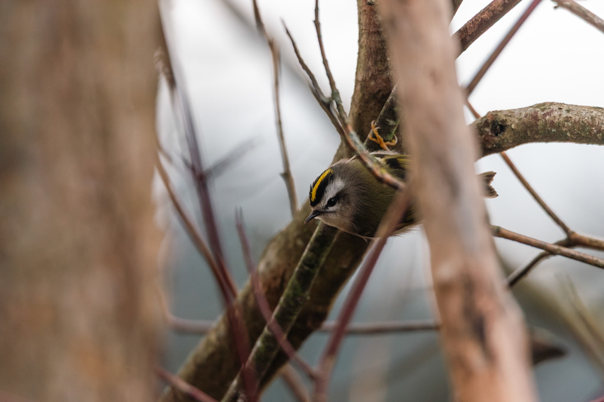 Golden-crowned Kinglet