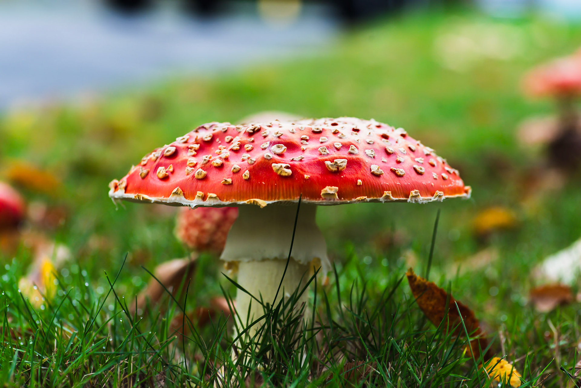 Mushrooms