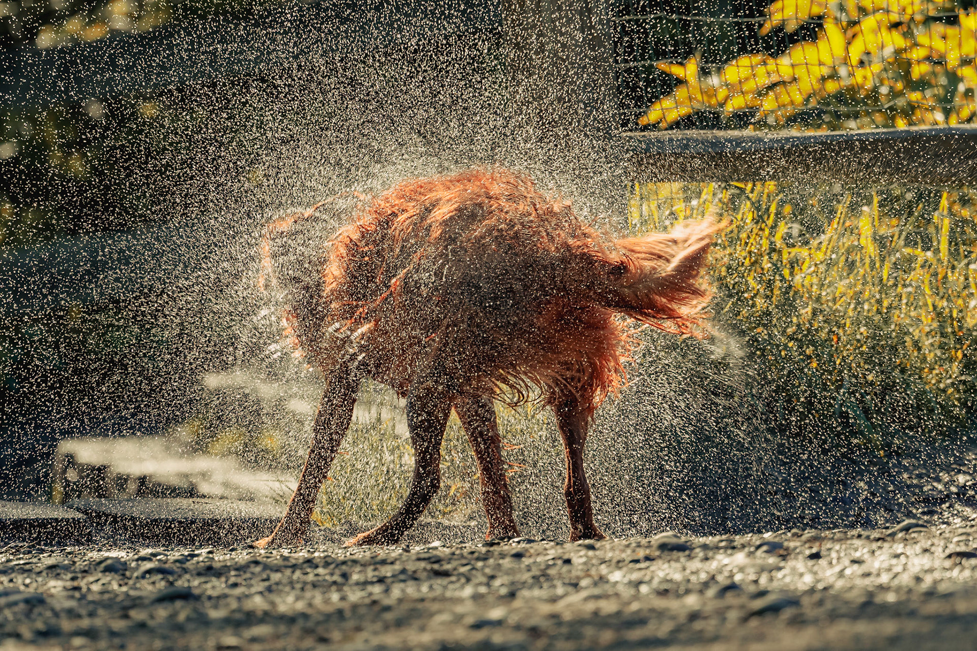 Dog shaking off water