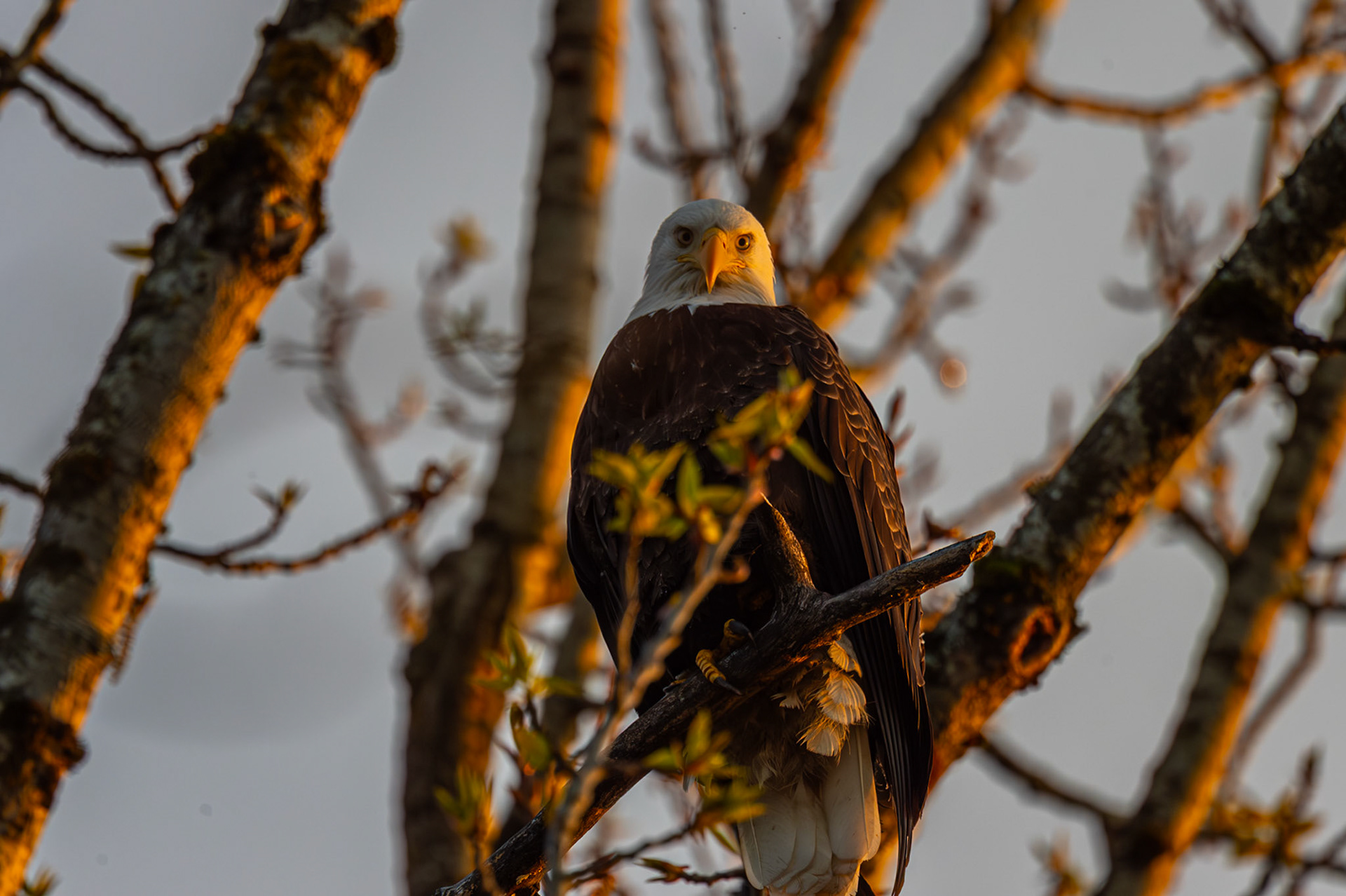 Bald Eagle staring back