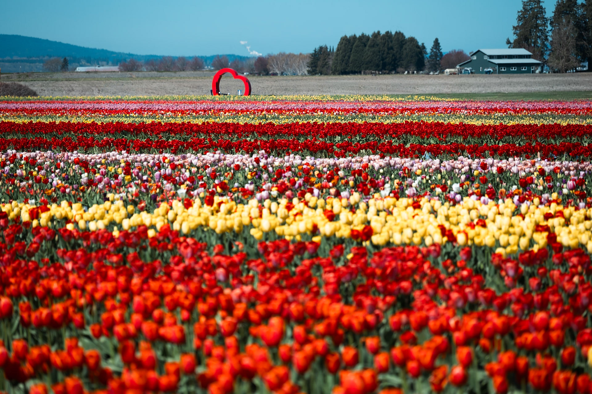 Tulip Fields