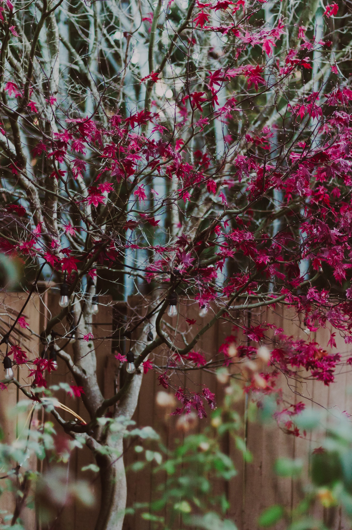 Maple Tree