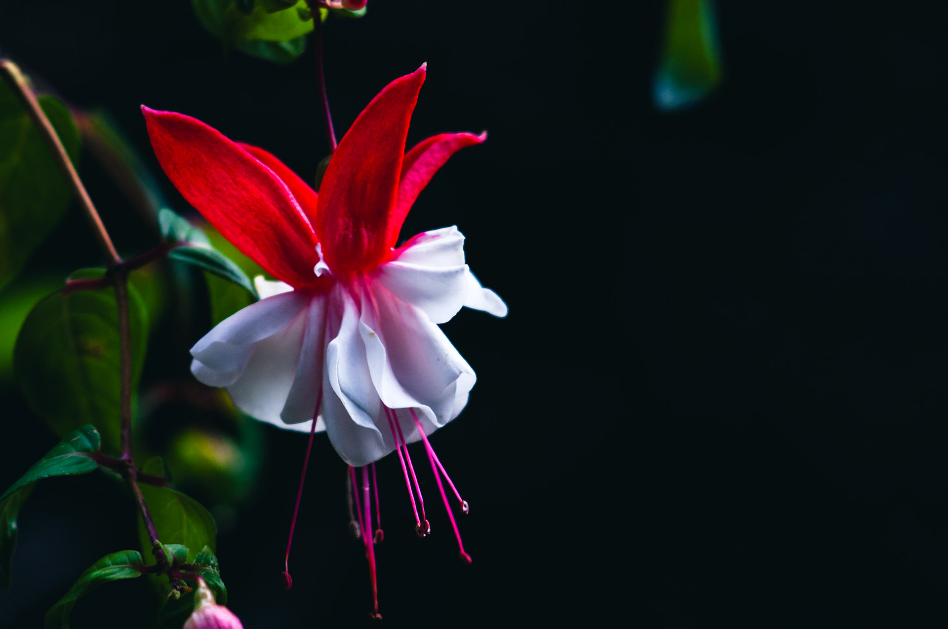 Fuchsia