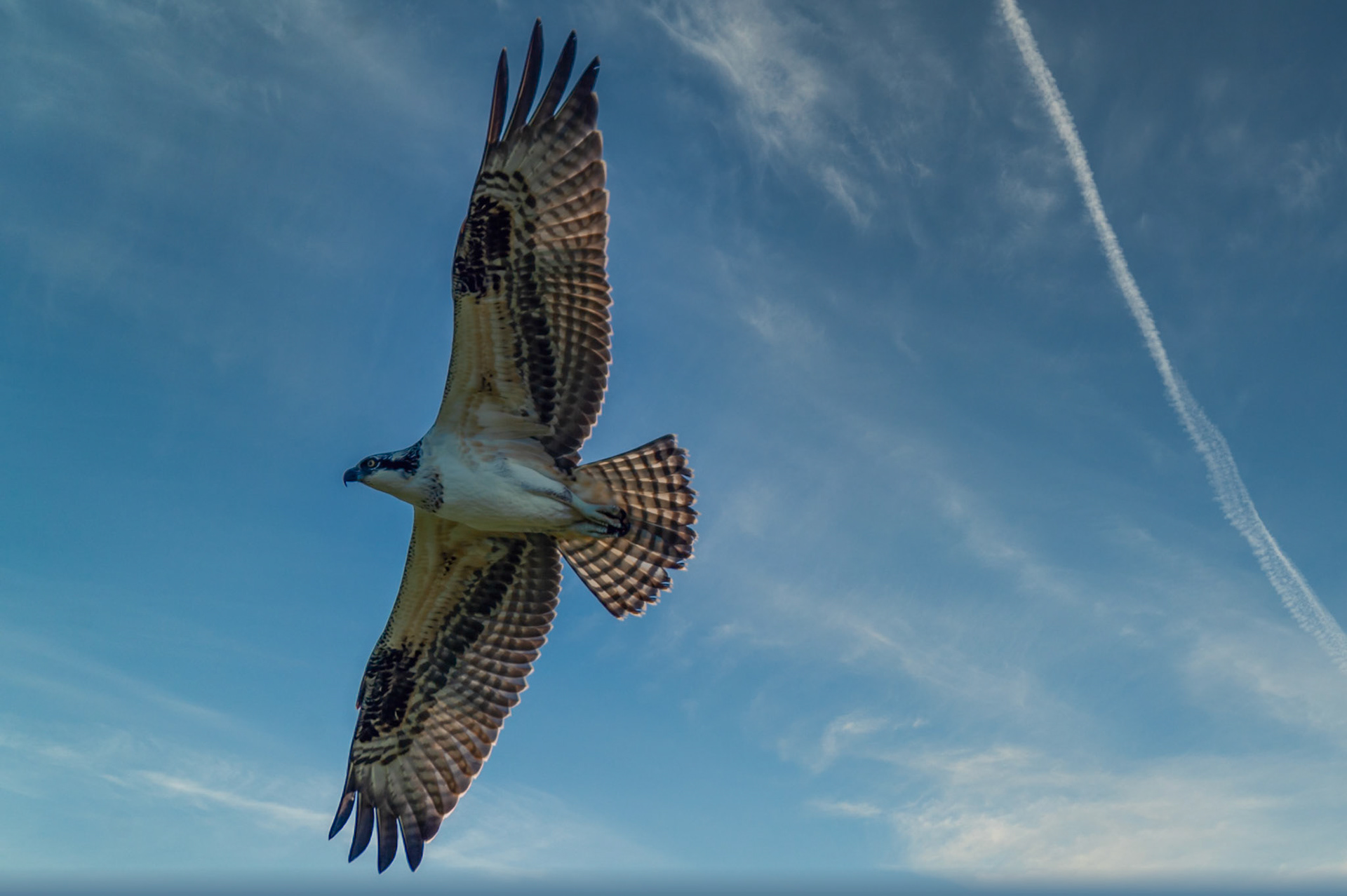 An Osprey flying above