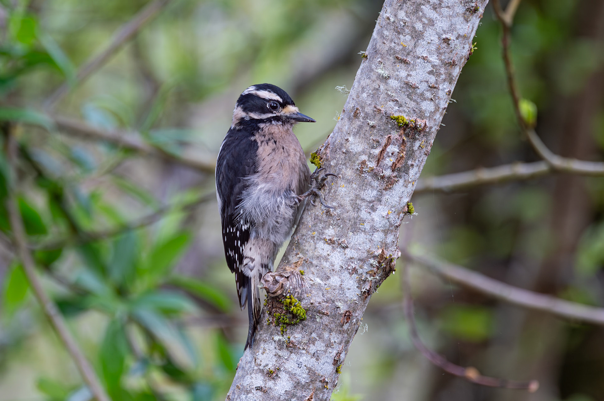 Downy Woodpecker