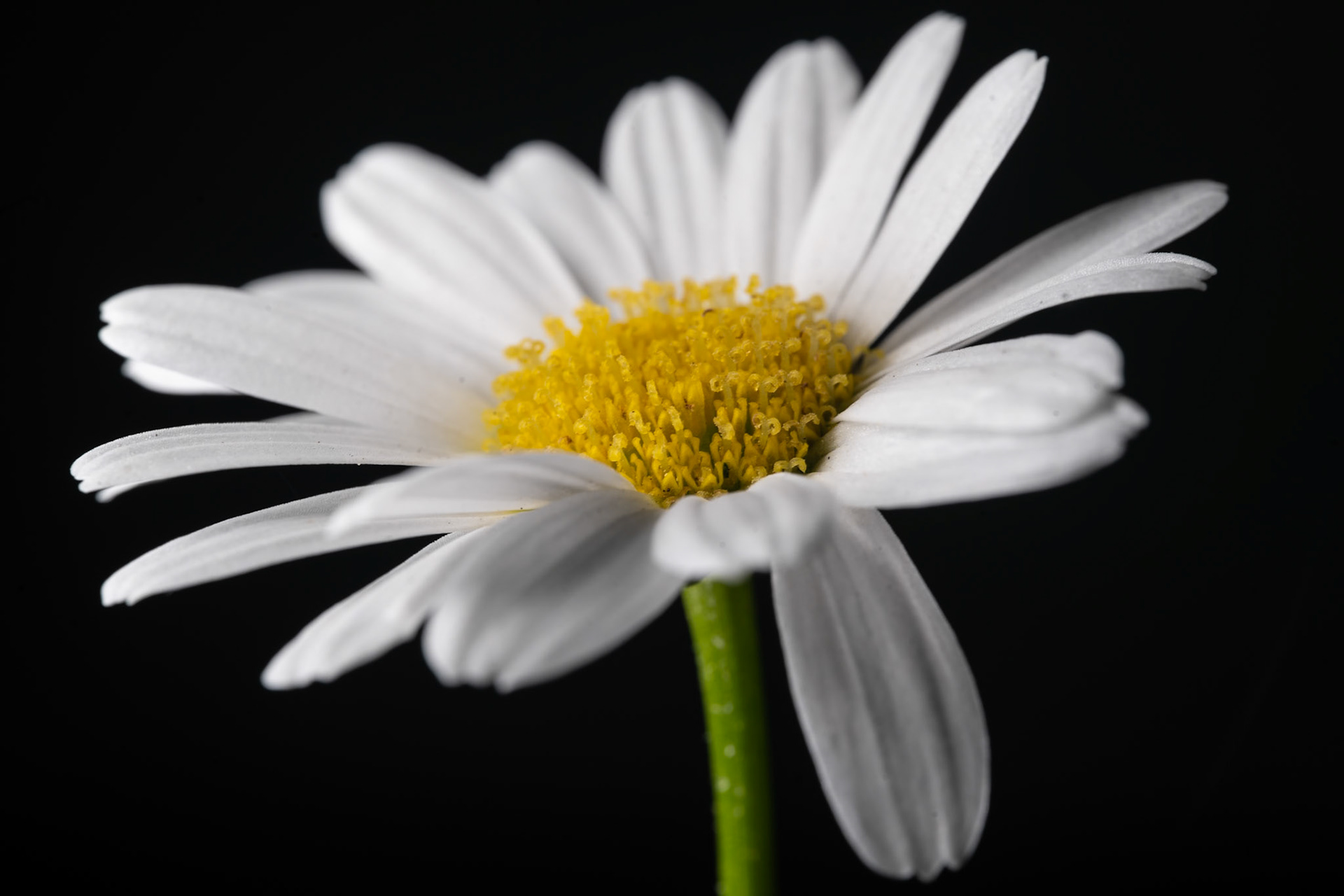 Shasta Daisies