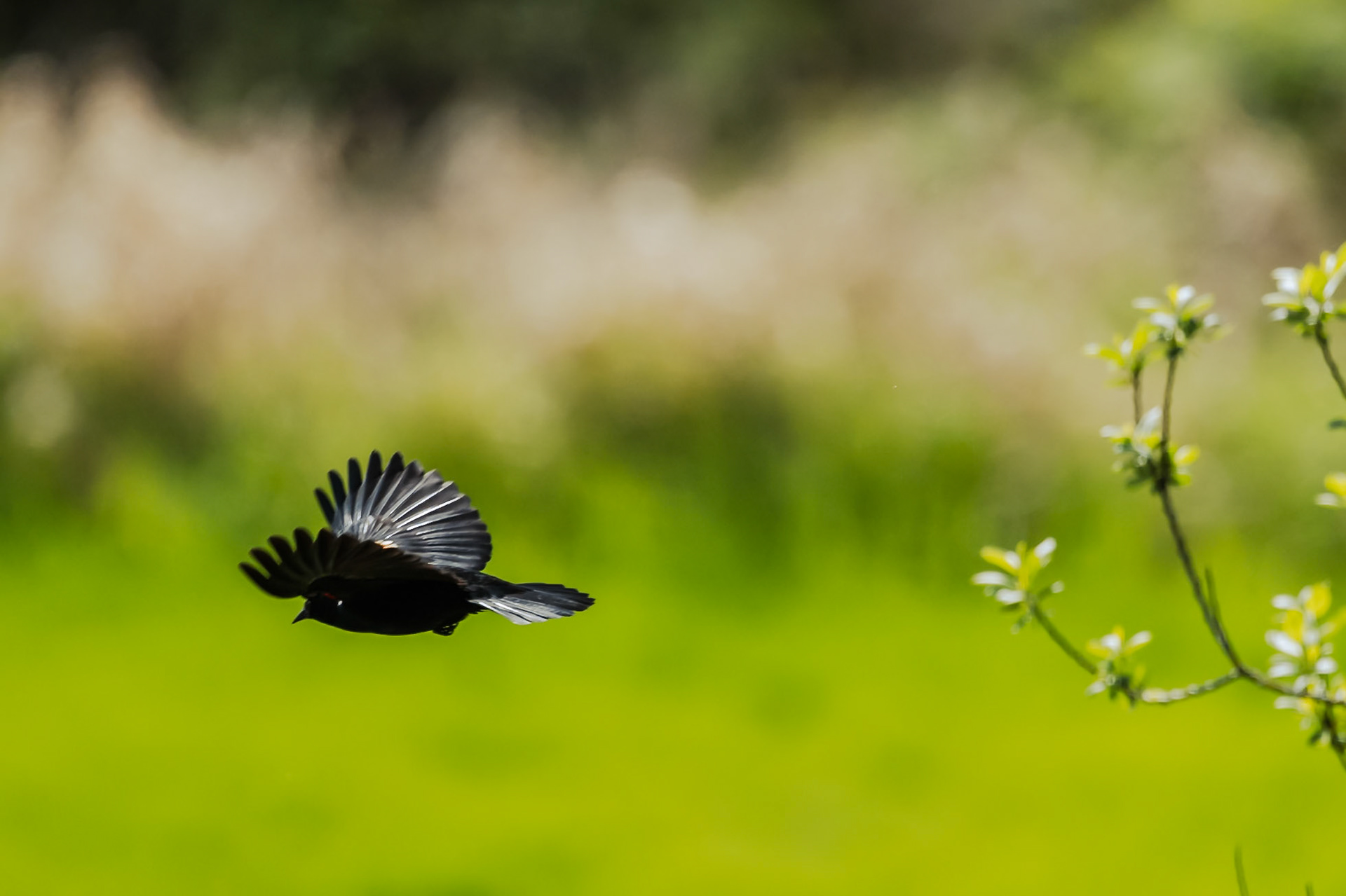 Red Winged Blackbird in flight