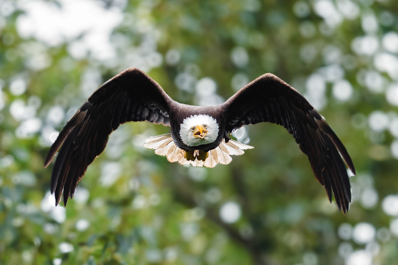 Bald Eagle in flight