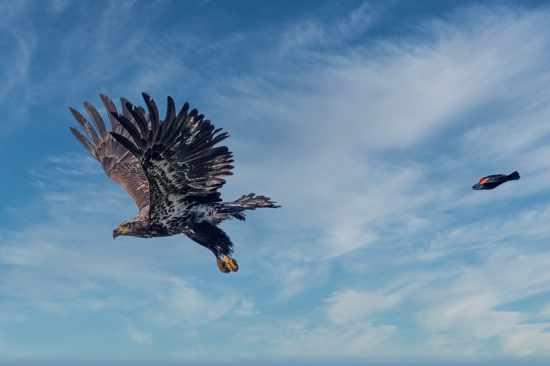 Red Winged Blackbird chasing a bald eagle
