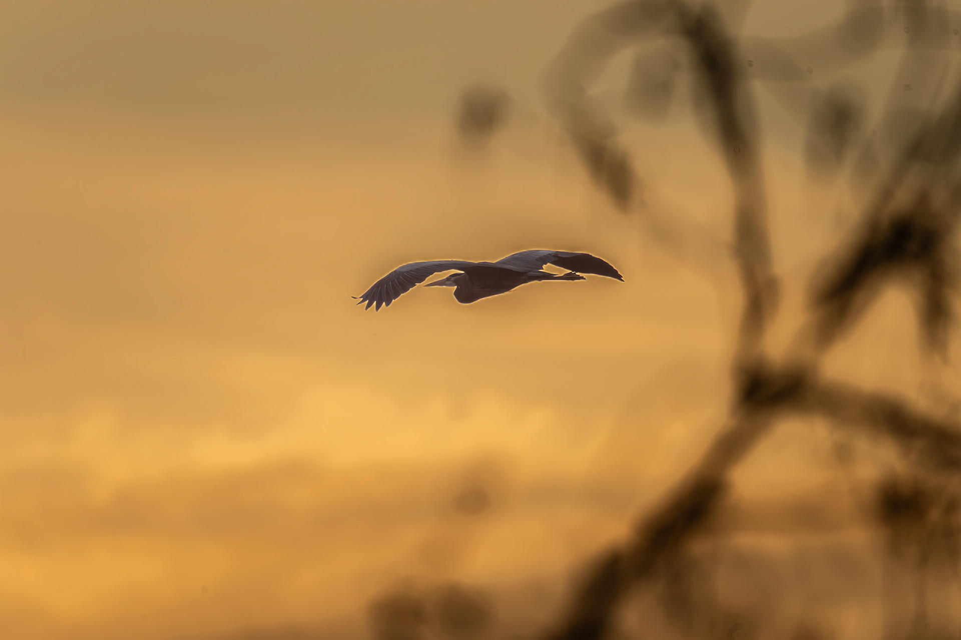 Heron in flight