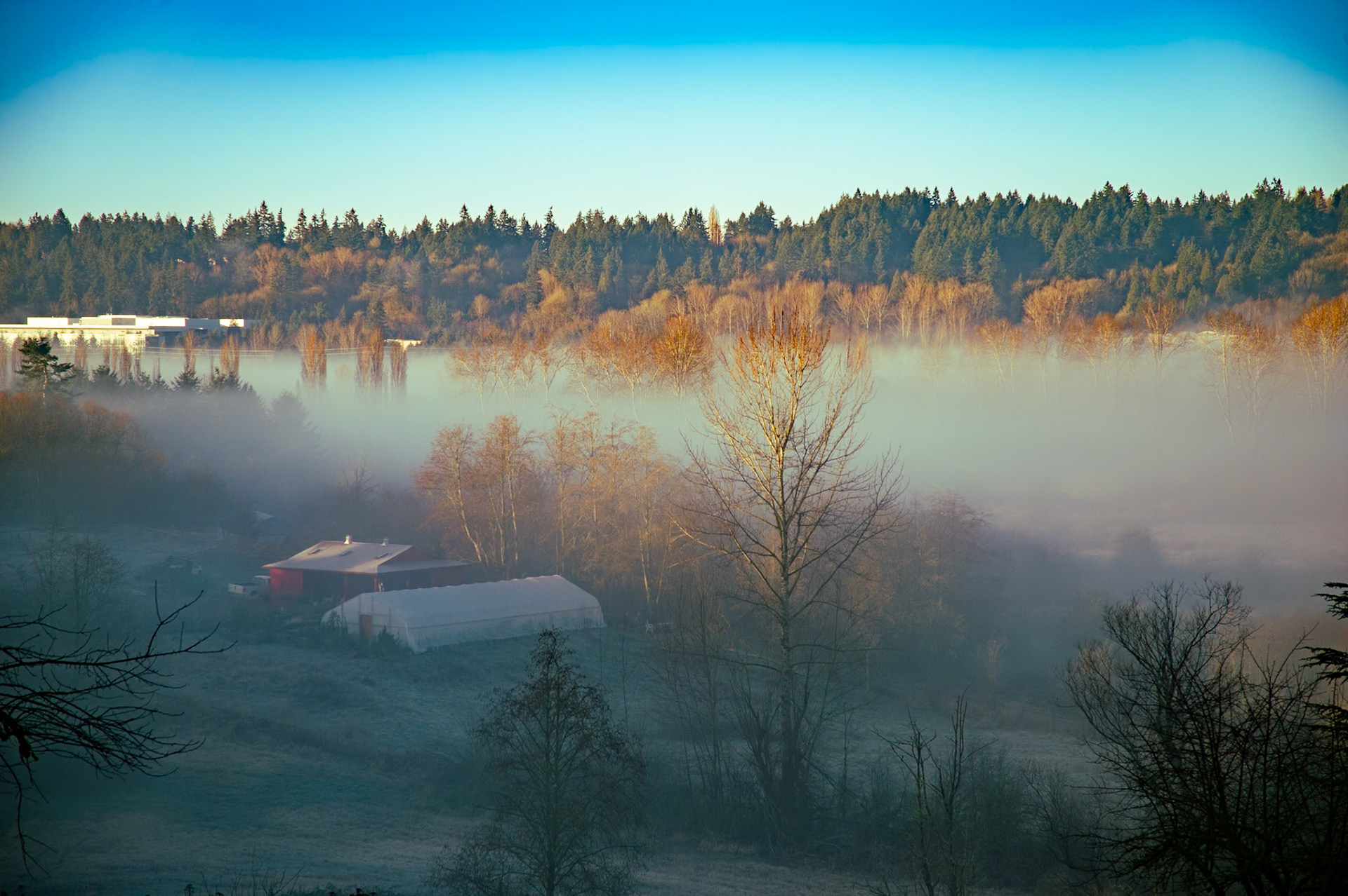 Rolling Fog in Redmond