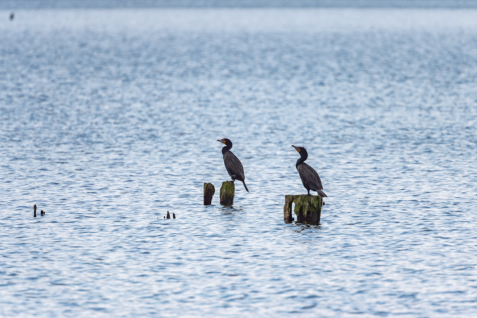 Double Crested Cormorant