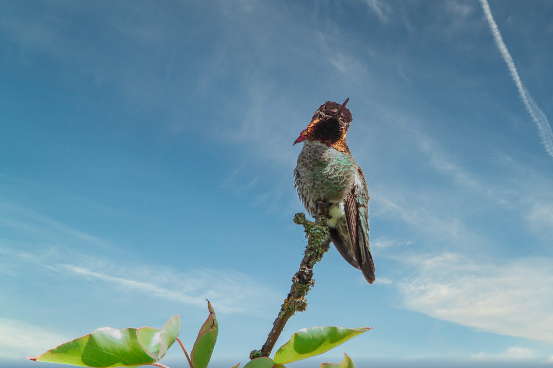 Anna's Hummingbird