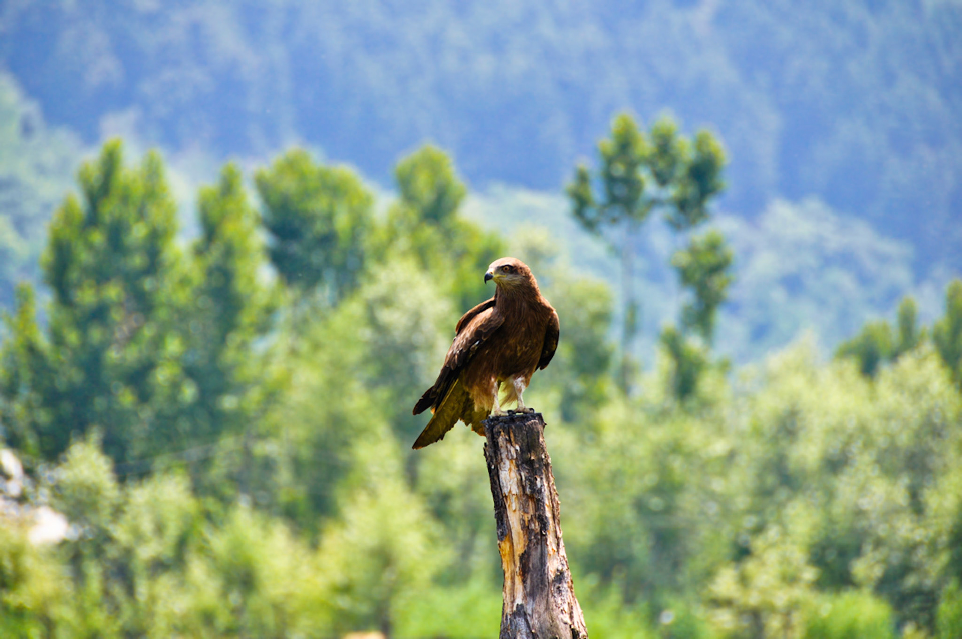 Black Kite