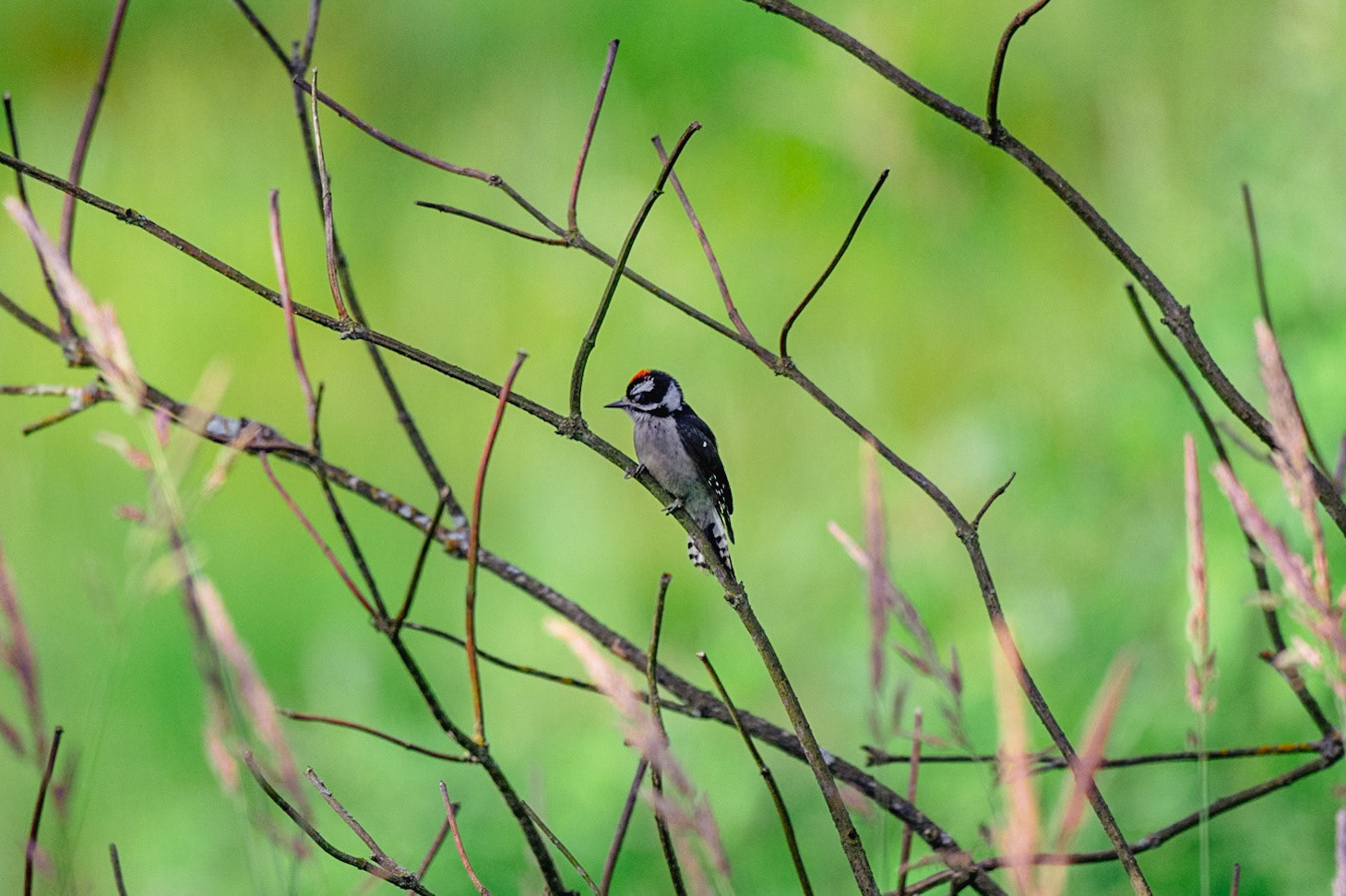 Downy Woodpecker