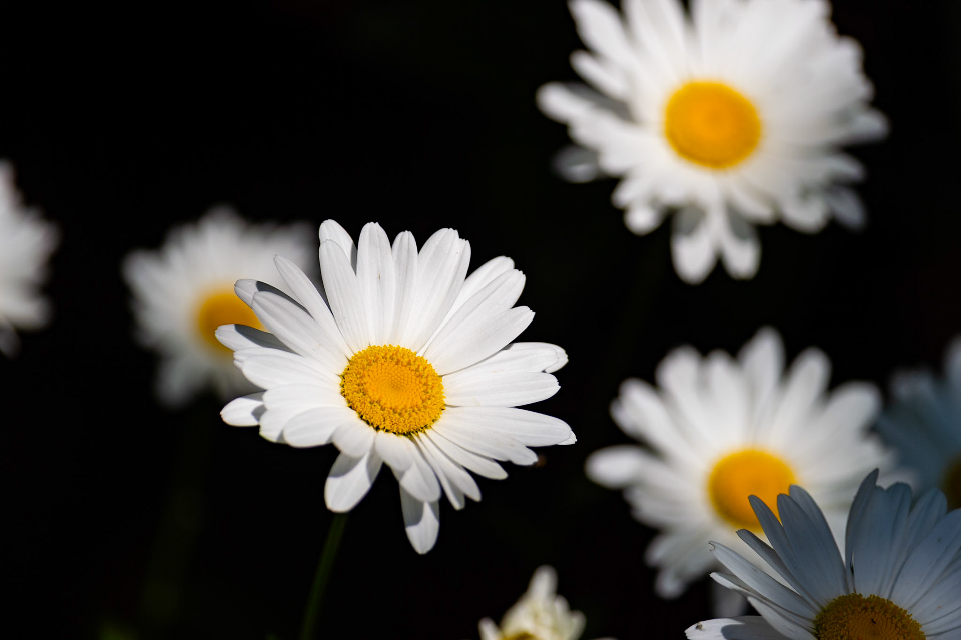 Shasta Daisies