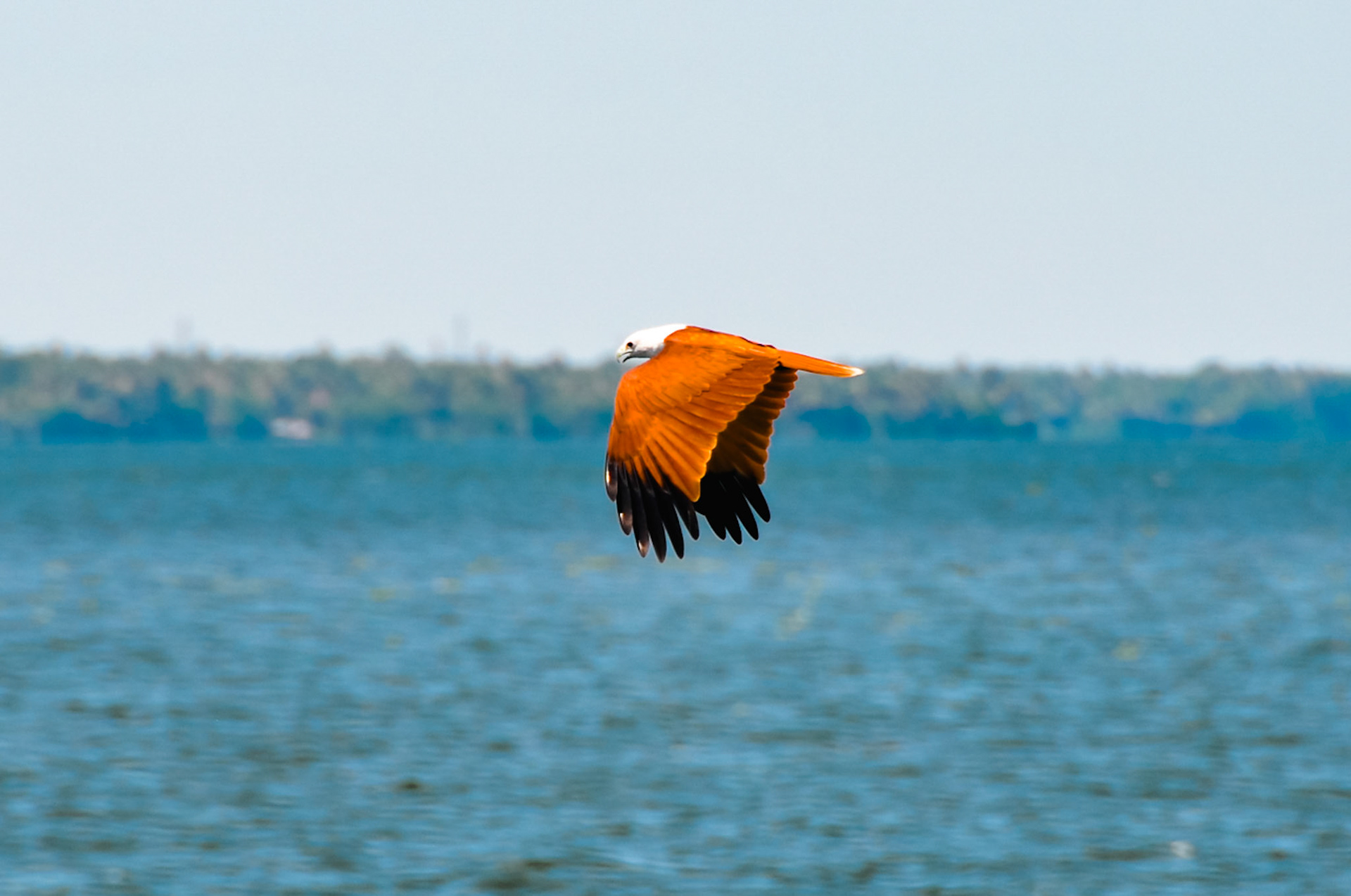 Brahminy Kite