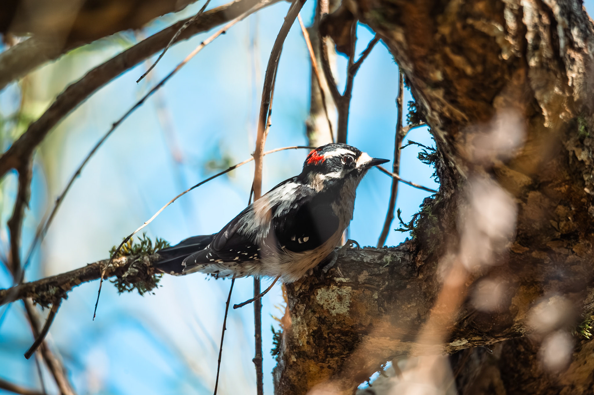 Downy Woodpecker