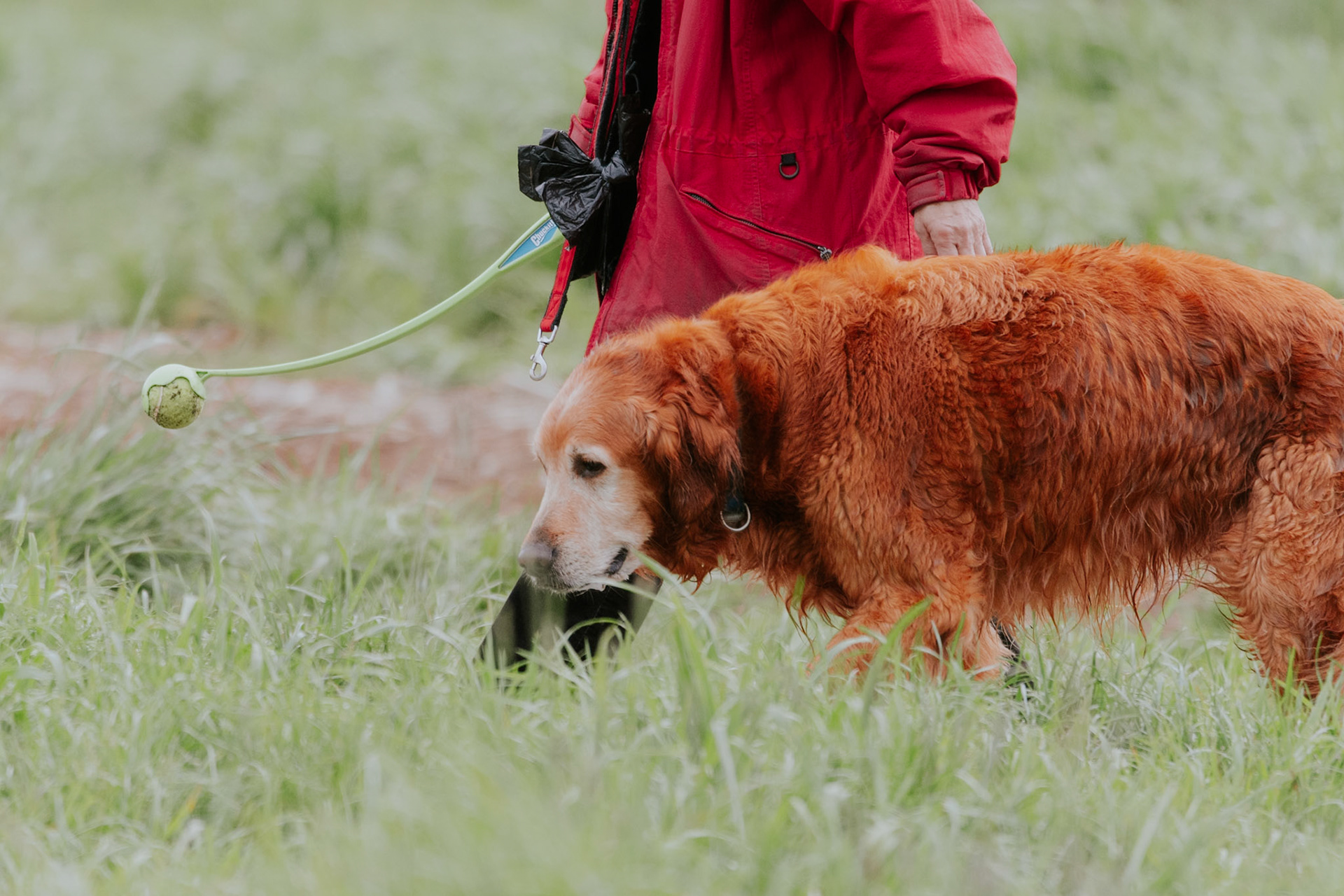 Dog walk