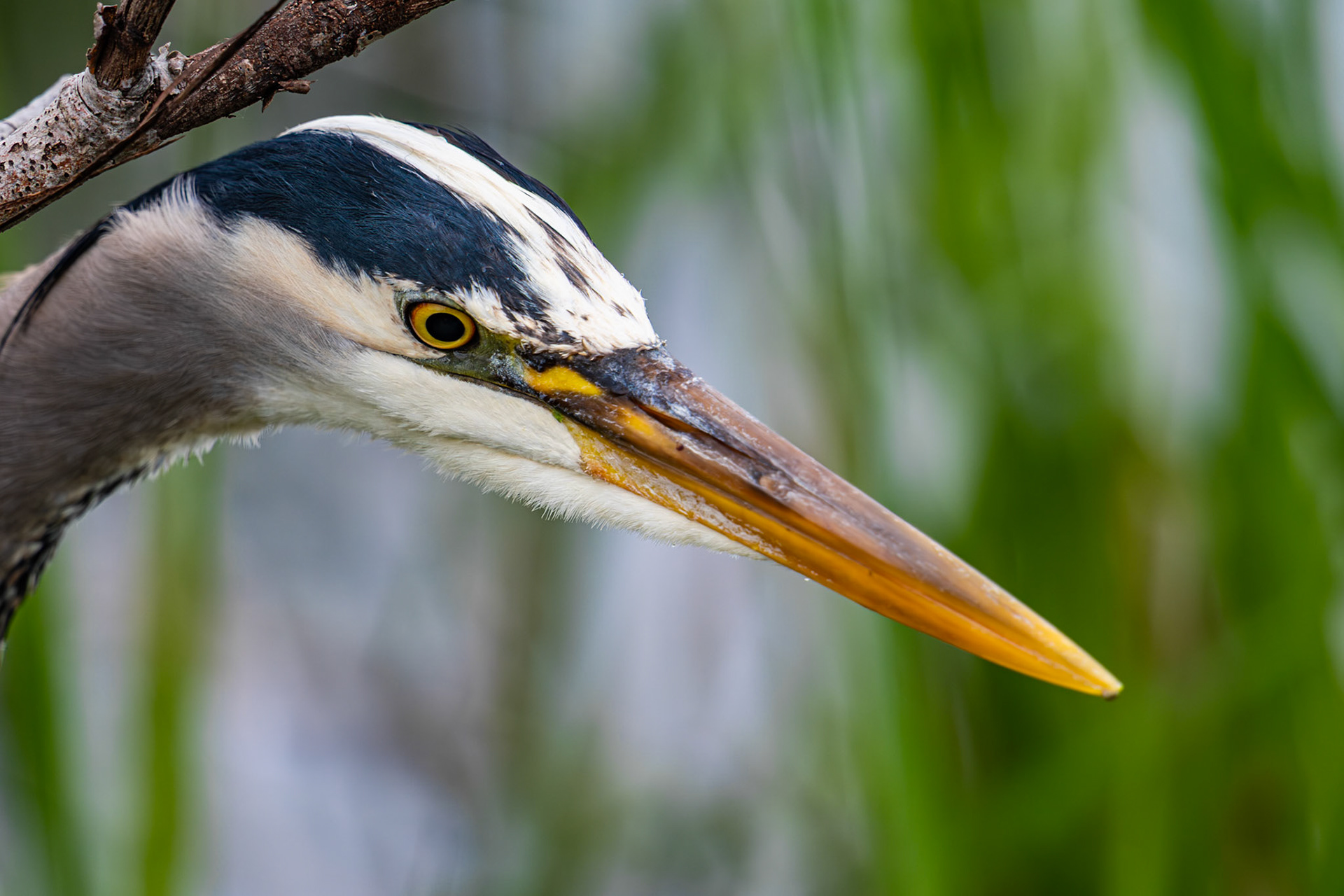 Great Blue Heron