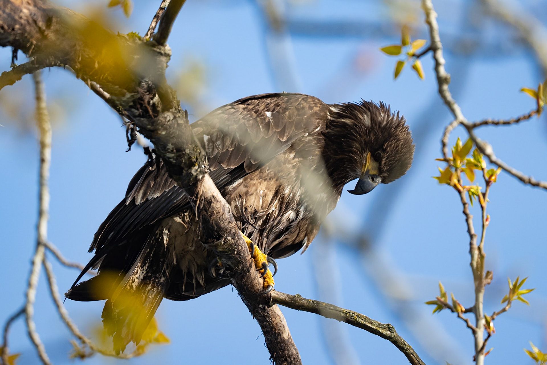 Juvenile Bald Eagle