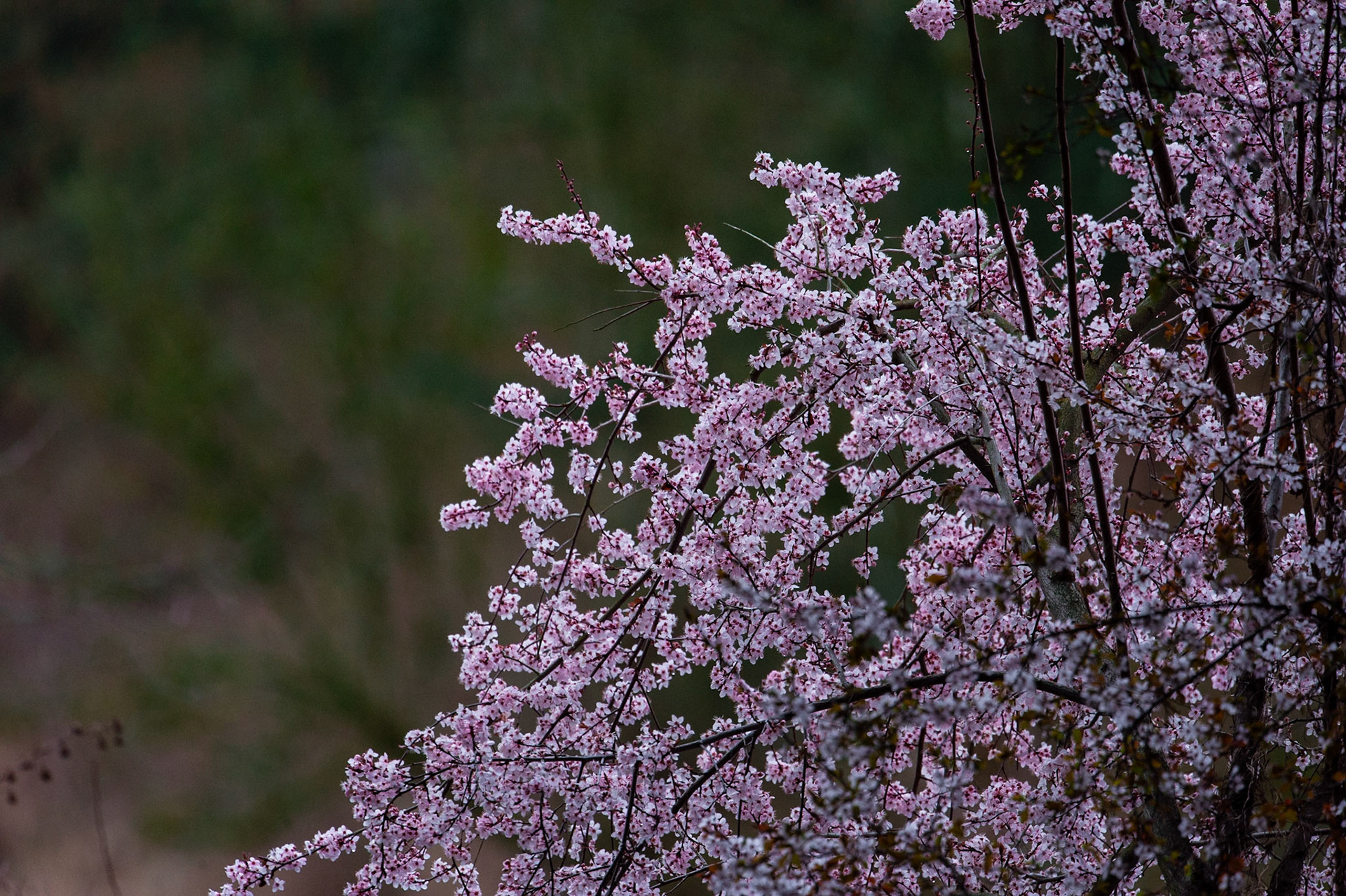 Cherry Blossom