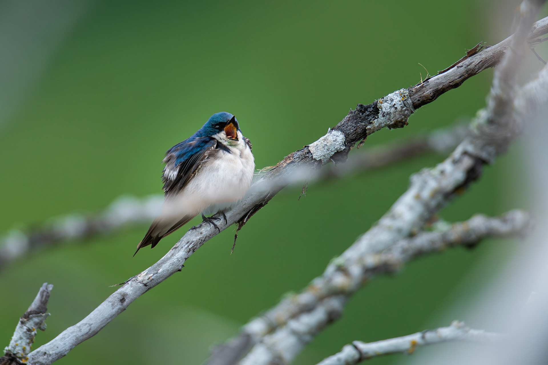 Tree Swallow