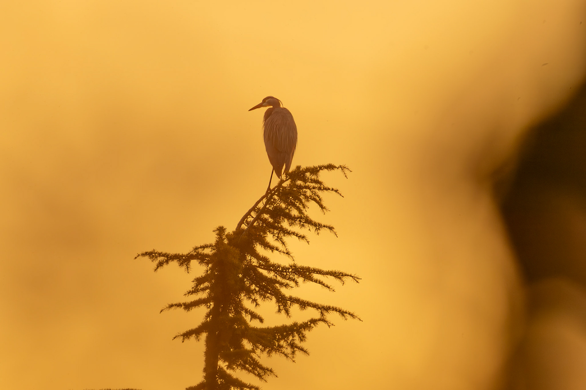 Heron in sunset