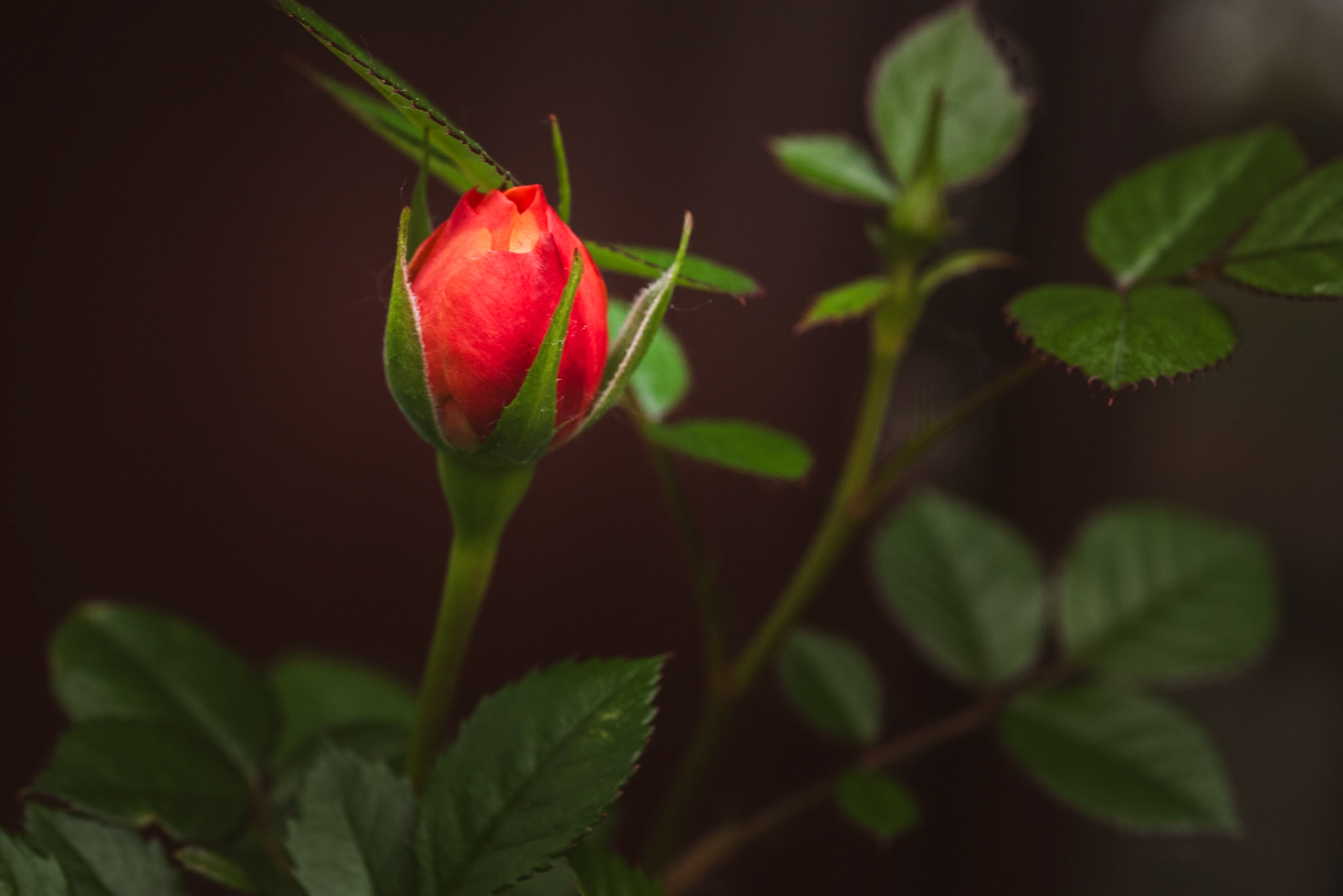 A Rose