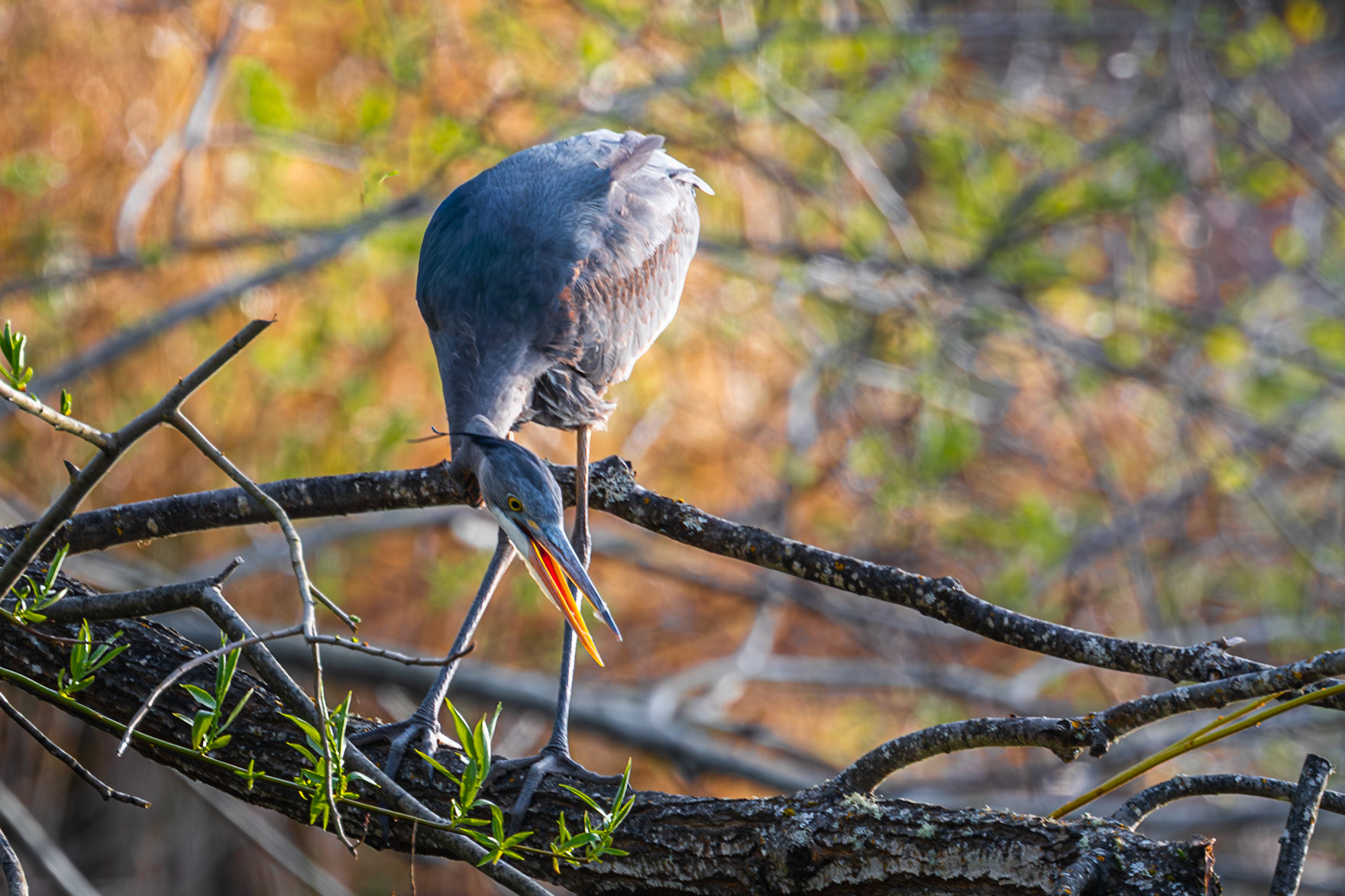 Great blue heron watching a fish