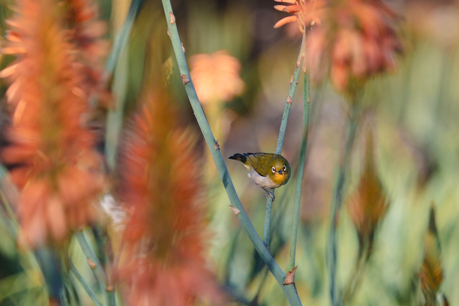 Warbling White Eye